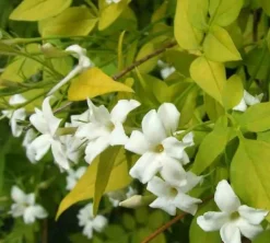 JARDINTROPIC - Jasminum officinale pot de 9 litres -140/160 cm