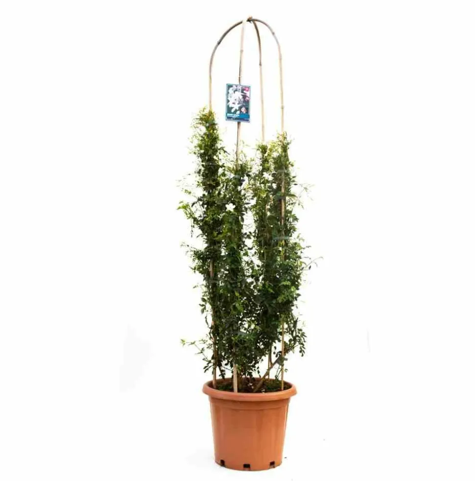 JARDINTROPIC - Jasminum officinale pot de 9 litres -140/160 cm
