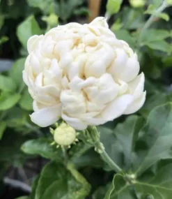 JARDINTROPIC - Jasminum sambac cv. Flore pleno grand-duc de toscany pot de 5 litres ? 40/60 cm