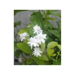 JARDINTROPIC - Jasminum sambac (jasmin d'arabie) pot de 2 litres ? 40/60 cm