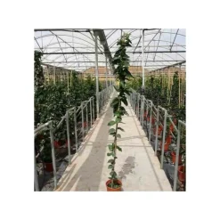 JARDINTROPIC - Jasminum sambac (jasmin d'arabie) pot de 2 litres ? 40/60 cm