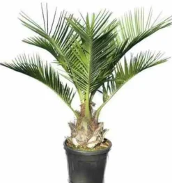 JARDINTROPIC - Jubaea chilensis (cocotier du chili, palmier à miel, palmier à vin) spécimen pot 160l stipe de 50/60 cm hauteur 200/250cm