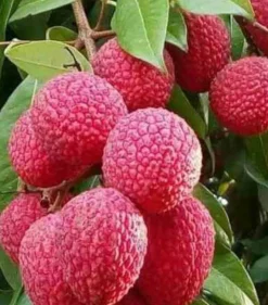 JARDINTROPIC - Litchi sinensis variété wai chee pot de 25l- 125/150cm