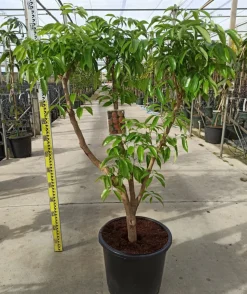JARDINTROPIC - Litchi sinensis variété wai chee pot de 25l- 125/150cm