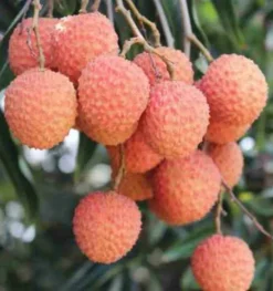 JARDINTROPIC - Litchi sinensis var kwai may rose pot de 25l- 125/150cm