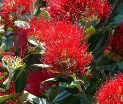 JARDINTROPIC - Metrosideros excelsa (arbre de noël) pot de 7 litres ? 80/100 cm