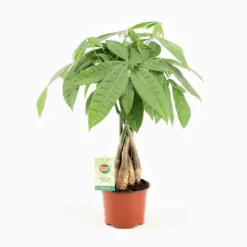 JARDINTROPIC - Pachira aquatica spécimen (noix de malabar, châtaignier de guyane, cacaoyer-rivière) pot de 15l 190/210cm