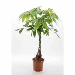 JARDINTROPIC - Pachira aquatica (noix de malabar, châtaignier de guyane, cacaoyer-rivière) pot de 15 litres ? 170/190 cm