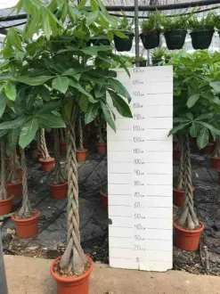 JARDINTROPIC - Pachira aquatica (noix de malabar, châtaignier de guyane, cacaoyer-rivière) pot de 15 litres ? 170/190 cm