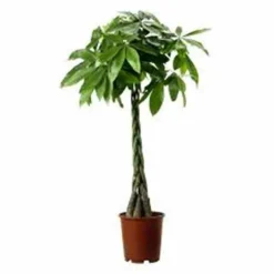 JARDINTROPIC - Pachira aquatica (noix de malabar, châtaignier de guyane, cacaoyer-rivière) pot de 25l - 200-225cm