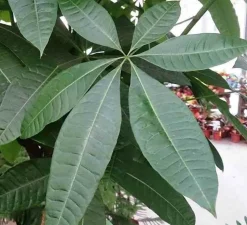 JARDINTROPIC - Pachira aquatica (noix de malabar, châtaignier de guyane, cacaoyer-rivière) pot de 25l - 200-225cm