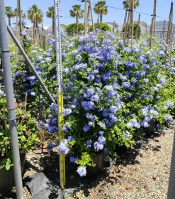 JARDINTROPIC - Pandorea jasminoides (faux jasmin de bignone) pot de 14 litres - 100/120 cm