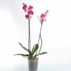 JARDINTROPIC - Phalaenopsis hybride rose (orchidée papillon) pot de 2 litres - 60/80 cm
