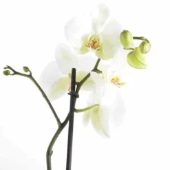 JARDINTROPIC - Phalaenopsis hybride blanche (orchidée papillon) pot de 2 litres - 60/80 cm