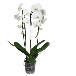 JARDINTROPIC - Phalaenopsis hybride tsarine blanche (orchidée papillon) pot de 2 litres - 60/80 cm