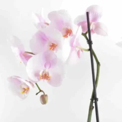 JARDINTROPIC - Phalaenopsis hybride rose clair (orchidée papillon) pot de 2 litres - 60/80 cm