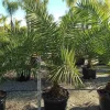 JARDINTROPIC - Phoenix canariensis (dattier des canaris) pot de 15 litres ? 140/160 cm