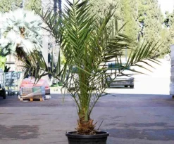 JARDINTROPIC - Phoenix dactylifera (véritable dattier) pot de 110l 230/270cm