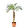JARDINTROPIC - Phoenix roebelenii (dattier du laos, palmier dattier nain) spécimen pot de 25l - 100/125cm
