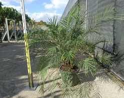 JARDINTROPIC - Phoenix roebelenii (dattier du laos, palmier dattier nain) spécimen pot de 25l - 100/125cm