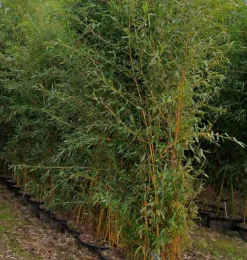 JARDINTROPIC - Phyllostachys aureosulcata aureocaulis pot de 2 litres - 50/70 cm