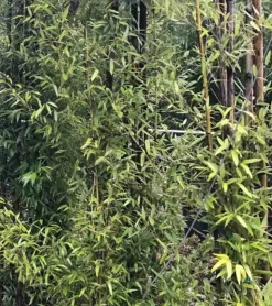 JARDINTROPIC - Phyllostachys nigra (bambou noir) pot de 15l 190/210cm