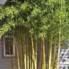 JARDINTROPIC - Phyllostachys aureosulcata spectabilis pot de 15 litres - 200/250cm