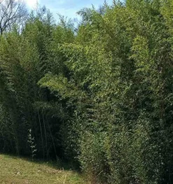 JARDINTROPIC - Phyllostachys bissetii pot de 5 litres ? 80/100 cm