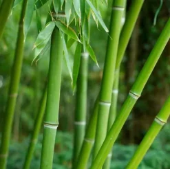 JARDINTROPIC - Phyllostachys bissetii pot de 2 litres ? 40/60 cm