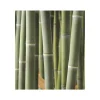 JARDINTROPIC - Phyllostachys atrovaginata (bambou à encens) pot de 5 litres - 100/120 cm