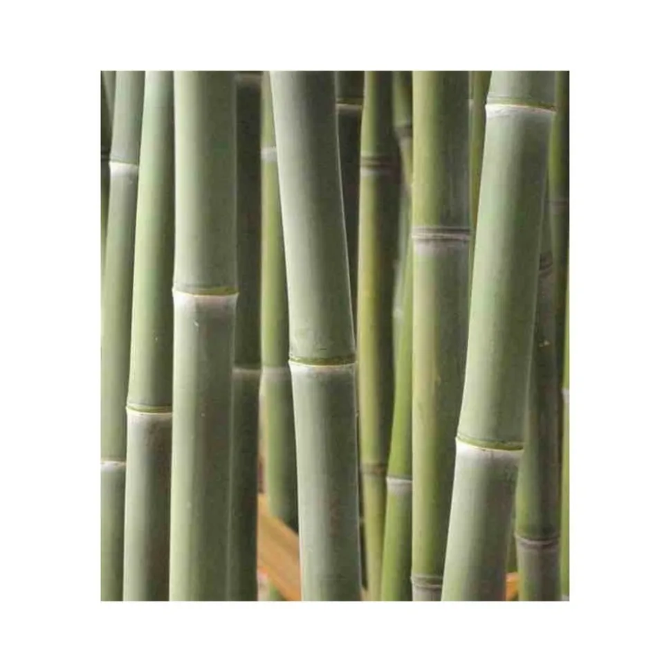 JARDINTROPIC - Phyllostachys atrovaginata (bambou à encens) pot de 5 litres - 100/120 cm