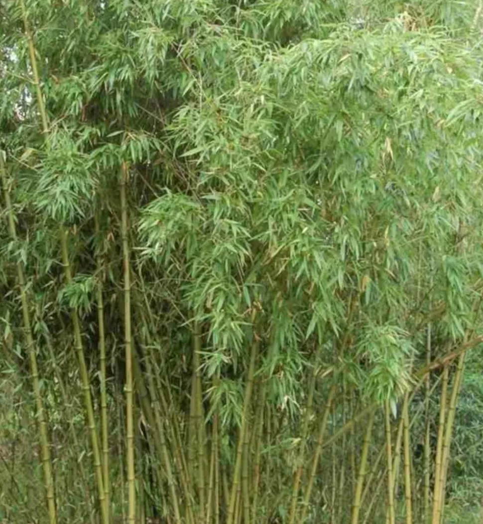 JARDINTROPIC - Phyllostachys atrovaginata (bambou à encens) pot de 5 litres - 100/120 cm