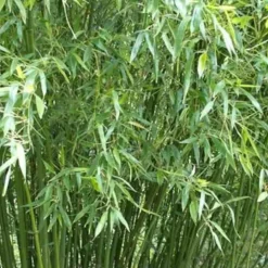 JARDINTROPIC - Phyllostachys bissetii pot de 15l - tige - 100/120cm