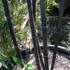 JARDINTROPIC - Phyllostachys nigra (bambou noir) pot de 15 litres ? 140/160 cm
