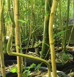 JARDINTROPIC - Phyllostachys aureosulcata pot de 2 litres - 30/50 cm