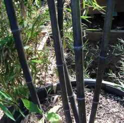 JARDINTROPIC - Phyllostachys nigra (bambou noir) pot de 10l 100/120cm