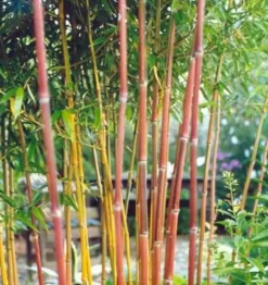 JARDINTROPIC - Phyllostachys aureosulcata spectabilis pot de 10 litres ? 140/160 cm