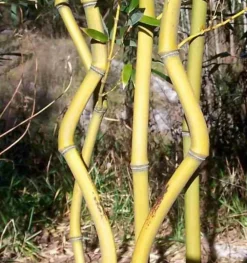 JARDINTROPIC - Phyllostachys aureosulcata aureocaulis pot de 2 litres - 80/100 cm
