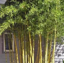 JARDINTROPIC - Phyllostachys aureosulcata spectabilis pot de 10l - 180/220cm