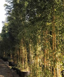 JARDINTROPIC - Phyllostachys aureosulcata aureocaulis pot de 5 litres ? 80/100 cm