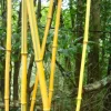 JARDINTROPIC - Phyllostachys aureosulcata pot de 12 litres ? 140/160 cm