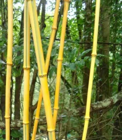 JARDINTROPIC - Phyllostachys aureosulcata pot de 12 litres ? 140/160 cm