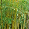 JARDINTROPIC - Phyllostachys aurea (bambou doré) pot de 5 litres - 100/120 cm
