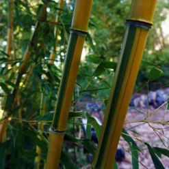 JARDINTROPIC - Phyllostachys aureosulcata spectabilis pot de 2 litres - 20/60 cm