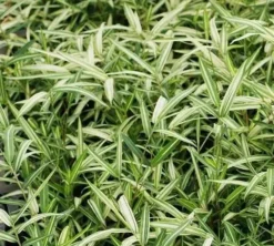 JARDINTROPIC - Pleioblastus shibyanus "tsuboi" pot de 2 litres - 5/20 cm