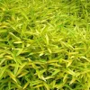 JARDINTROPIC - Pleioblastus viridistriatus "auricome" pot de 2 litres - 5/20 cm