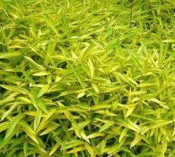 JARDINTROPIC - Pleioblastus viridistriatus "auricome" pot de 2 litres - 5/20 cm