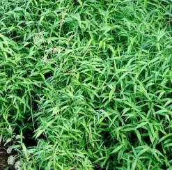 JARDINTROPIC - Pléioblastus pumilus pot de 2 litres - 5/20 cm