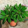 JARDINTROPIC - Plumeria obtusa (frangipanier) pot de 15l - 60/80cm