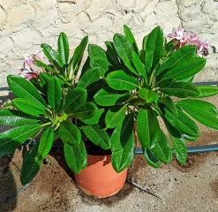 JARDINTROPIC - Plumeria obtusa (frangipanier) pot de 15l - 60/80cm